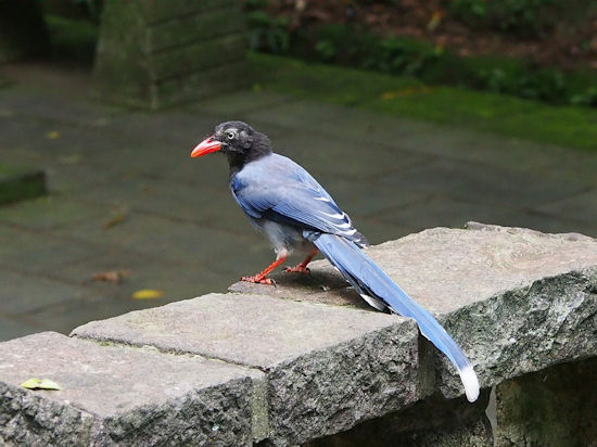 Blauwe ekster.jpg