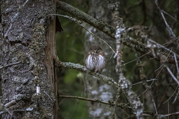 eurasian-pygmy-owl-…