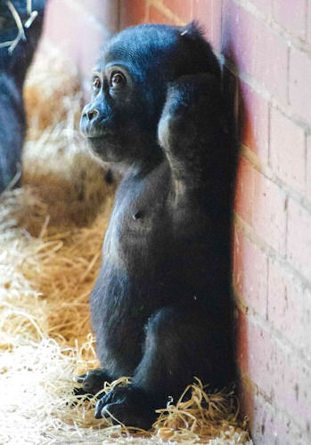 gorilla baby.jpg